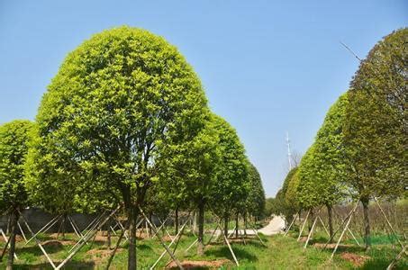 灌木種植密度|如何根据冠幅确定灌木栽植密度？